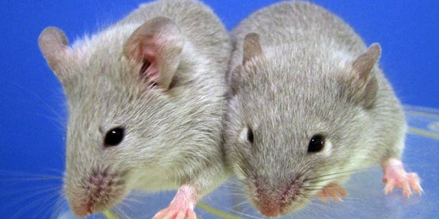 This file photo, released from Kyoto University on October 5, 2012, shows two mice which were born from egg cells, made from indiced pluripotent stem (iPS) cells of a mouse. Japanese experts were on Tuesday set to discuss rules for experiments with animal-human embryos, as scientists seek permission for tests that could see human organs produced inside the growing body of an animal.