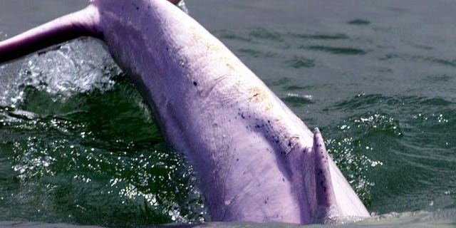 A rare Chinese white dolphin dives into water near Hong Kong on 18 August 2001. A dolphin has died in China after tourists hoisted it out of the water to pose with it for photographs, state media said Tuesday, provoking outrage online.