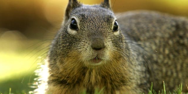 A ground squirrel looks for food at Palisades Park in Santa Monica, California, March 6, 2007. Residents of an upscale Ottawa neighbourhood have been spiriting unwanted squirrels across a river into Quebec and dumping them there, a local newspaper said Tuesday.