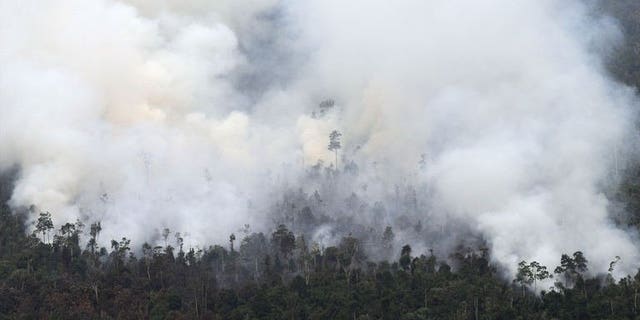 Thick smoke billows from raging forest fires in Indonesia's Sumatra island on June 21, 2013. Fires in Indonesia that have cloaked Singapore in record levels of smog highlight the continued failure of efforts to prevent illegal slash-and-burn land clearance in a country with a history of chaotic forest management, activists say.