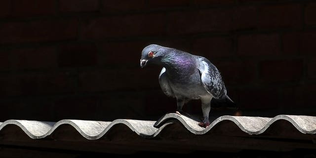 A plucky pigeon that flew across the Pacific Ocean from Japan will be bred by a bird lover in Canada hoping its progeny will be top long distance racers, an animal rescue official said.