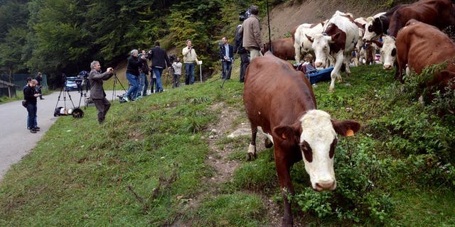 Photo illustration. Tens of thousands of diseased cattle slaughtered because they have bovine tuberculosis are being sold for human consumption, a report said Sunday.