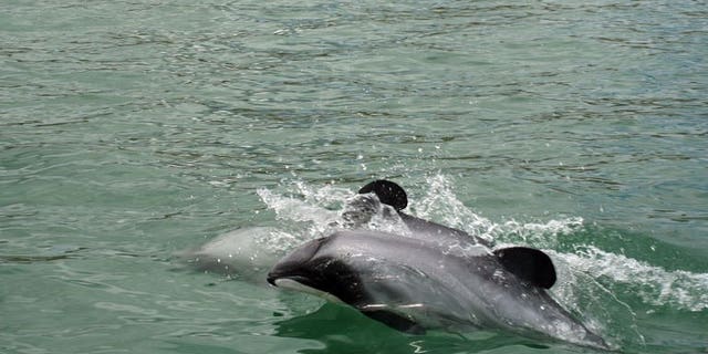 Maui's dolphins off the west coast of New Zealand's North Island on June 5, 2013. Marine scientists have urged New Zealand to immediately ban fishing in waters inhabited by the world's rarest dolphin, saying that losing even one of the creatures will threaten the species' existence.