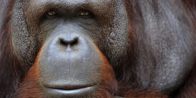 Illustration. An obese orangutan has been put on a strict diet by Malaysian wildlife authorities after two decades of gorging on junk food handed out by tourists, a report said Friday.