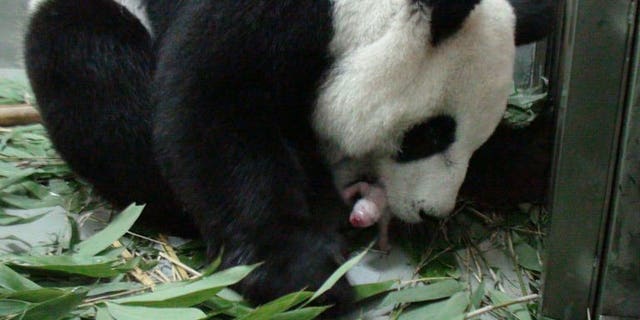 This handout photograph released by the Taipei City Zoo on July 6, 2013 shows giant panda Yuan Yuan taking care of her newly-born panda cub at the zoo in Taipei.