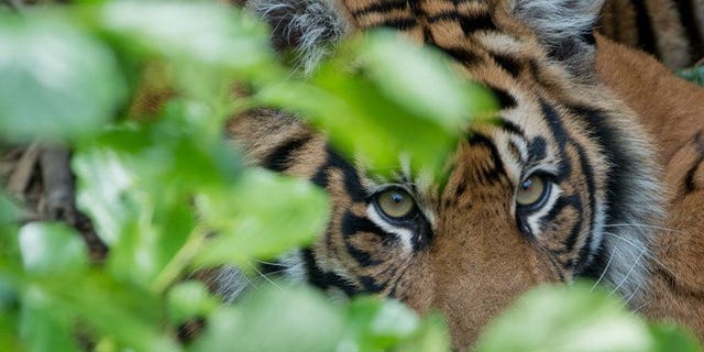 A Sumatran tiger is pictured at a zoo in Germany on June 18, 2012. A group of Indonesian men who spent four days trapped up a tree by Sumatran tigers have been rescued after wildlife experts induced the snarling creatures to leave.