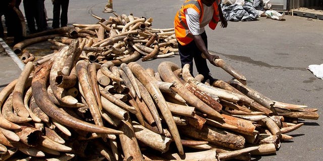 Kenya seizes three tonnes of ivory at port | Fox News