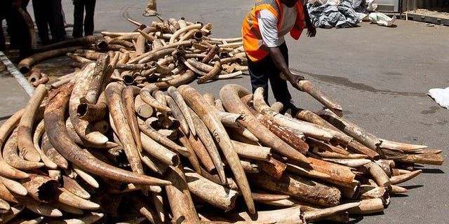 A Kenya Ports Authority (KPA) employee inspects confiscated ivory tusks in Mombasa, on January 21, 2013. Kenyan customs officers have confiscated more than three tonnes of elephant ivory destined for Malaysia -- one of the largest in a series of such seizures.