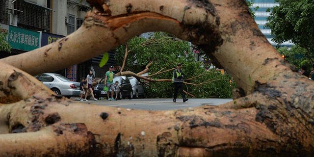Vehicles damaged by fallen trees after Typhoon Soulik hit Taipei, on July 13, 2013. China has evacuated more than 300,000 people and drafted in thousands of soldiers as a typhoon which brought torrential rain and powerful winds to Taiwan began to batter the mainland.