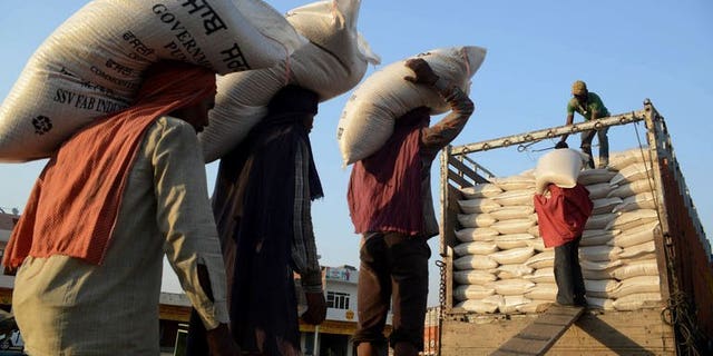 Indian labourers load sacks of wheat onto a truck at a local grain distribution point in the outskirts of Amritsar on May 16, 2013. India's ruling Congress party chief Sonia Gandhi on July 13, 2013, asked states to start rolling out next month a flagship cheap food scheme seen as key to government hopes of winning a third term in office.