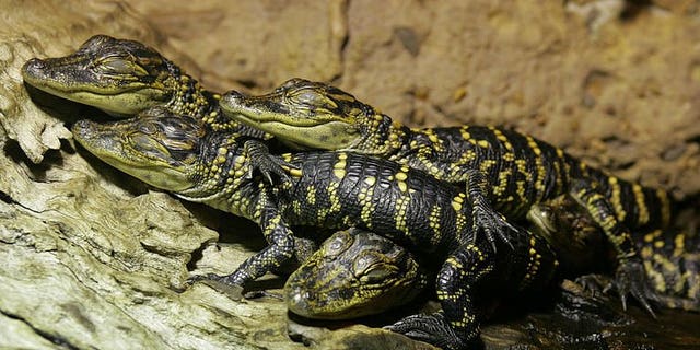 Juvenile American alligators (Alligator mississippiensis) are seen at the Australian Reptile Park at Gosford, near Sydney, on October 8, 2004. Thieves stole a horde of exotic reptiles from the park, including a baby alligator, leaving their keepers fearing they could be destined for the black market.