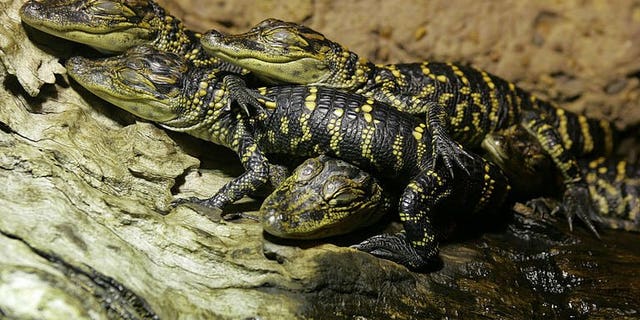 Juvenile American alligators (Alligator mississippiensis) are seen at the Australian Reptile Park at Gosford, near Sydney, on October 8, 2004. Thieves stole a horde of exotic reptiles from the park, including a baby alligator, leaving their keepers fearing they could be destined for the black market.
