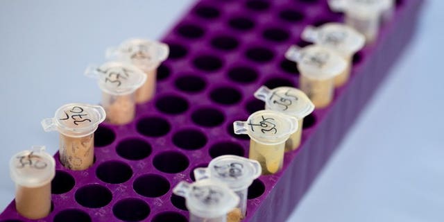 Samples of a noodle product with meat are seen in a laboratory to be DNA-tested on February 19, 2013 in Berlin. British lawmakers on Tuesday condemned the slow pace of the investigation into Europe's horsemeat scandal, with no prosecutions in Britain six months after the problems emerged.