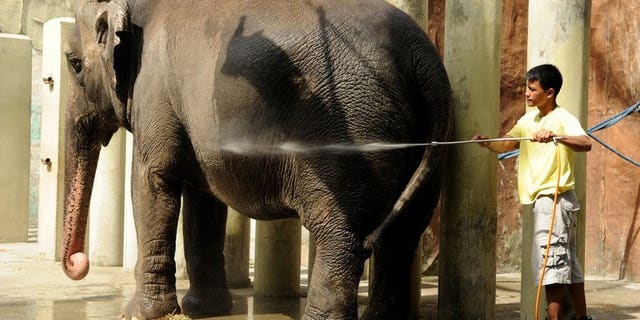 A caretaker sprays water an elephant named Mali at the Manila Zoo on June 20, 2012. The mayor of the Philippine capital on Thursday rejected calls by animal rights campaigners to transfer the country's sole elephant from Manila's rundown zoo to a Thai sanctuary.