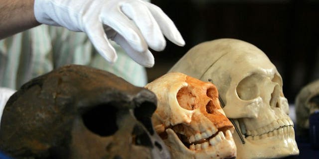 The skull (C) of a new humanoid species known as the "hobbit" that was discovered on the Indonesian island of Flores is put on display in 2004 in London. The Australian archaeologist who rocked the science world with his discovery of the tiny new species of human has died after a year-long battle with cancer, his university said.