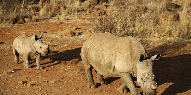 A black dehorned rhinoceros is followed by a calf on August 3, 2012 at the Bona Bona Game Reserve, 200 kms southeast of Johannesburg. More than 500 South African rhinos have been killed this year, official figures showed Wednesday, amid strong demand for horns on the Asian black market.