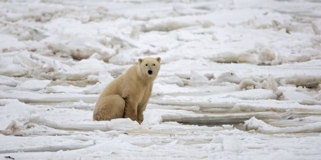 An American lawyer camping in Canada was seriously injured after being gored by a polar bear, hospital authorities said.