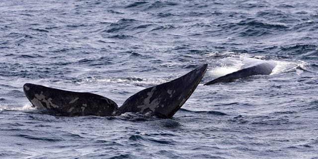 File photo of a Southern Right Whale displaying its fluke off the southern coast of Argentina. A rare southern right whale covered in what appear to be shark bites has washed up on an Australian beach, exciting scientists who Thursday said it will help boost knowledge of the species.