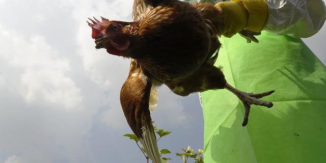 A prefectural officer carries a chicken on a poultry farm in Bode village, Kathamndu on October 15, 2012. Nepal on Thursday banned the sale of chicken after health workers found cases of bird flu at several poultry farms on the outskirts of the capital Kathmandu, officials said.