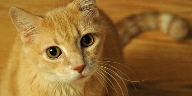 Forensic scientists are set to publish Britain's first database of cat DNA so that it can be used for solving future crimes, the University of Leicester said.