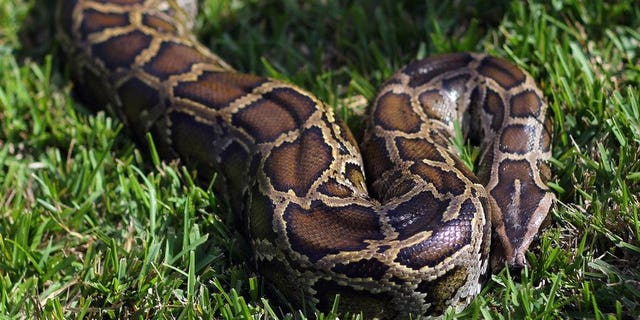 Illustration. Little more than a week after a giant python crushed two young Canadian boys to death, police have recovered 40 of the snakes from a hotel room in Ontario.