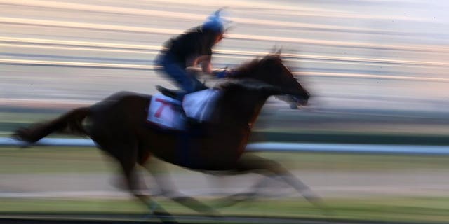 This file illustration photo shows a jockey riding a horse during a training session, on March 28, 2013. A 25-year-old New Zealand man died after falling from his horse during horse trials in northern England on Sunday, according to Equestrian Sports New Zealand (ESNZ).