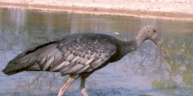 A giant ibis walks in a pond in Mondulkiri province, Cambodia, in this picture taken on March 29, 2012. Experts say there are only around 345 of the birds left in the world.