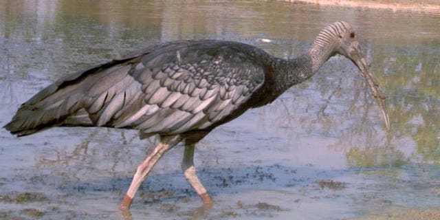 A giant ibis walks in a pond in Mondulkiri province, Cambodia, in this picture taken on March 29, 2012. Experts say there are only around 345 of the birds left in the world.