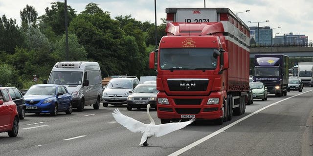 A swan holds up traffic on the M4 motorway, west of London, on June 15, 2011. Birds sense posted speed limits on roads and react to avoid collisions, according to a study out Wednesday.