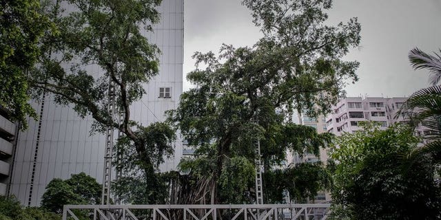 A 400-year-old banyan tree is seen in Kowloon Park in Hong Kong on August 23, 2013. The tree will be cut down, authorities said Friday, after being hit by a fungal disease brought on when a park development starved its roots of oxygen and nutrients.