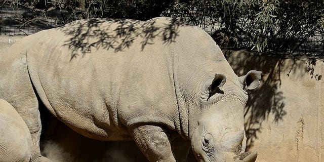 This picture taken on July 25, 2013 shows a white rhino at the Johannesburg Zoo. Poachers have killed more than 600 rhinos in South Africa so far this year, figures showed Thursday, with losses close to the total number of animals slaughtered in 2012.