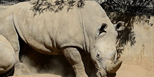This picture taken on July 25, 2013 shows a white rhino at the Johannesburg Zoo. Poachers have killed more than 600 rhinos in South Africa so far this year, figures showed Thursday, with losses close to the total number of animals slaughtered in 2012.