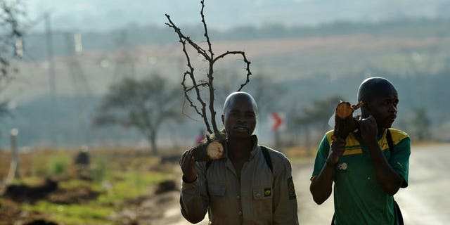 South African mine workers walk home with fire wood in Carletonville on September 3, 2013. A gold miners' strike has ended after workers at Harmony Gold accepted a final wage offer, the country's second-largest producer of the precious metal has said.