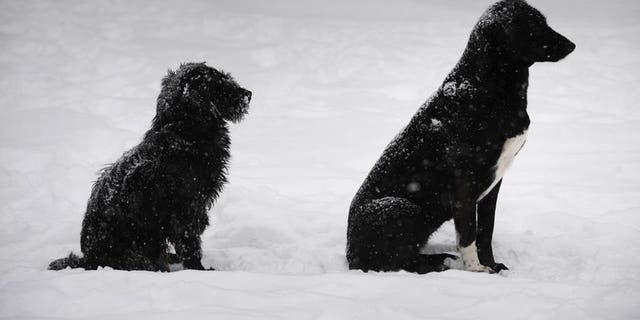 how many puppies died in snow buddies