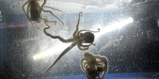 Live octopus are seen in a water tank of a restaurant in Mokpo, 310 km south of Seoul, on October 11, 2012. A South Korean was jailed for life on October 11, then later acquitted, for the murder of his girlfriend, who he said choked to death while eating a live octopus.