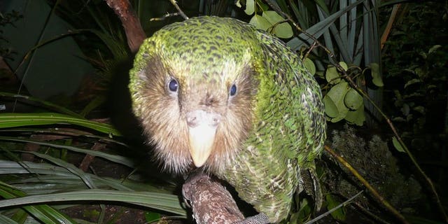 A green kakapo on Codfish Island, off the South Island, on June 20, 2012.