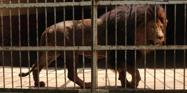 A lion roams in a cage at the Addis Ababa Zoo on September 16, 2013. A lion at the Addis Ababa zoo attacked and killed a zookeeper Monday after he forgot to close the door to the inner cage where the lion sleeps