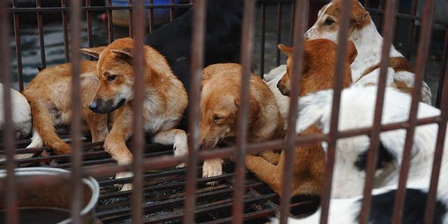 Dogs waiting to be slaughtered for meat in Hanoi, on July 26, 2012. Hundreds of villagers in northern Vietnam have signed a petition admitting taking part in the lynching of two suspected dog-snatchers last month, state media reported Monday.