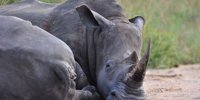 A rhinoceros rests in the Kruger National Park near Nelspruit on February 6, 2013. South African national park officials claimed a significant victory in the battle against rhino poaching, saying they have arrested a man described as a "kingpin" in the illicit trade.