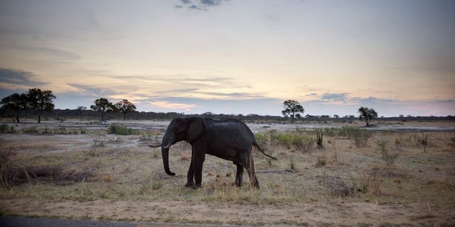 An African elephant is pictured on November 19, 2012, in Hwange National Park in Zimbabwe.