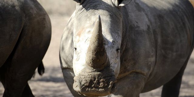 An adult white rhino looks on at the Entabeni Safari Conservancy, Limpopo, 300 kms north east of Johannesburg on July 31, 2012. Poachers have killed a record 688 rhinos in South Africa so far this year, more than the entire number slaughtered in 2012, according to figures issued Sunday, World Rhino Day.
