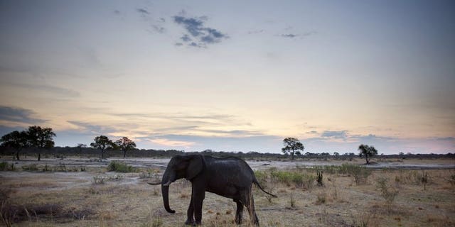 An African elephant is pictured on November 19, 2012, in Hwange National Park in Zimbabwe.