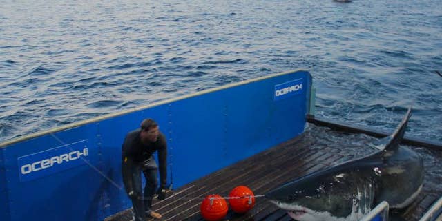 Great white shark Mary Lee has travelled more than 34,000 miles since September 2012.