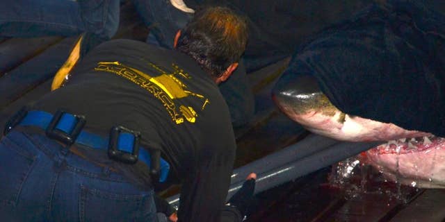 Mary Lee was first seen near New Jersey in May 2015.
