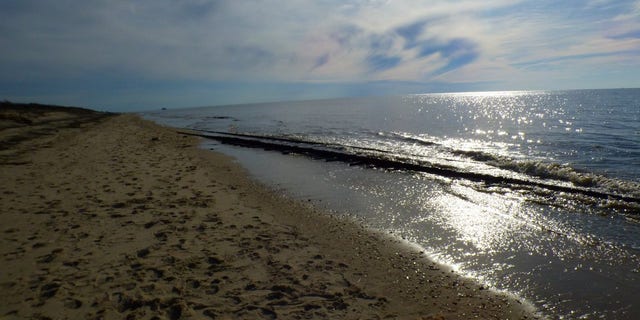 The tracks can only be seen either during low tide or after a major storm.