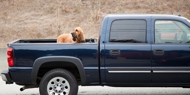 do dogs jump out of trucks