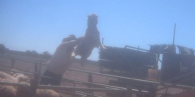 Video reveals abuse in wool industry.