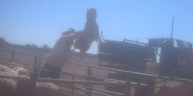 Video reveals abuse in wool industry.