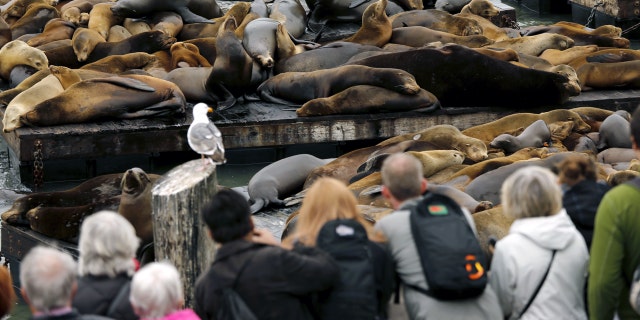 Tourists to San Francisco are drawn to Pier 39 by the sea lions that live on floating docks there.