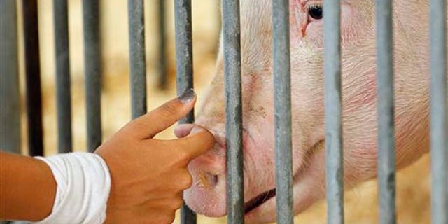 ccee27c0-Swine Flu